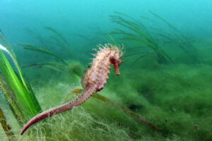 Hippocampe nageant au-dessus d’un banc d’herbier des zostères
